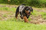 BEAUCERON - PUPPIES 292